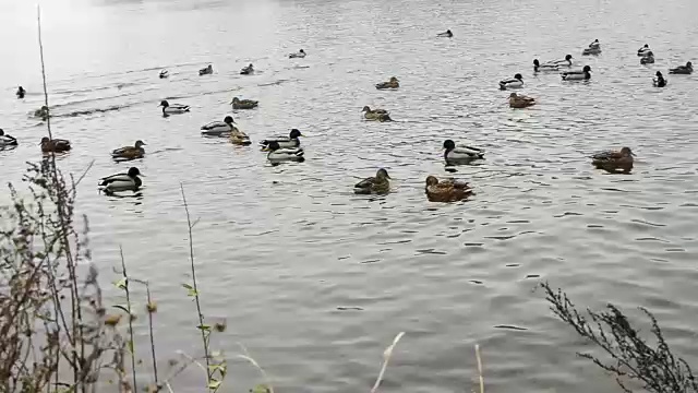 鸭子在湖里游泳视频素材