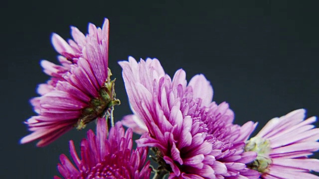 紫色的花旋转在黑暗的背景视频素材