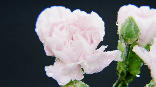 湿白玫瑰旋转视频素材
