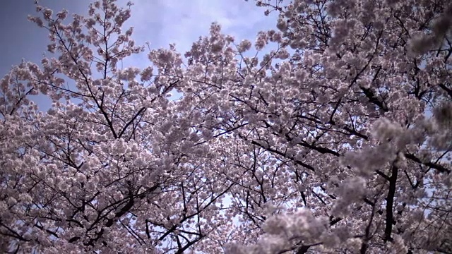日本东京上野公园的樱花视频素材