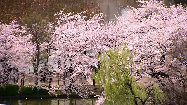 Shinobazu池塘里的樱花，东京，日本视频素材