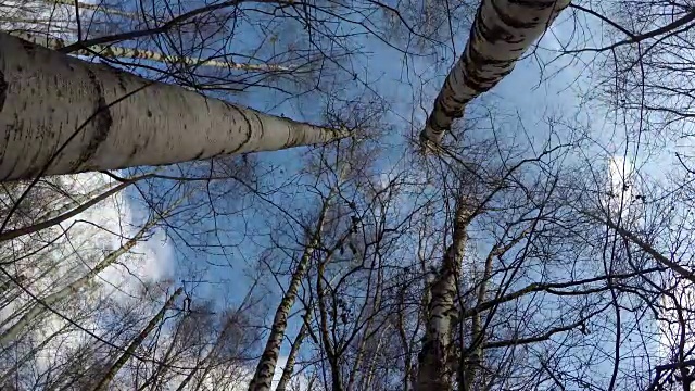 木材与桦树，时间流逝视频下载
