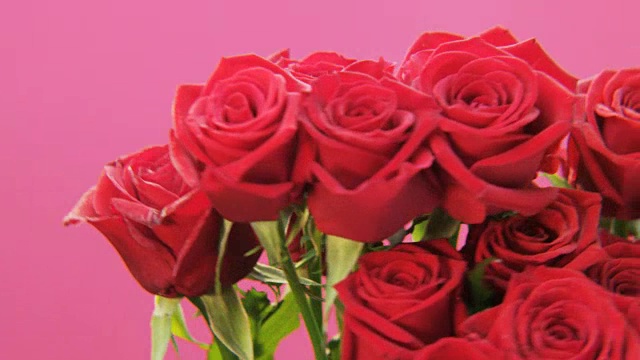 红玫瑰旋转粉红背景视频素材