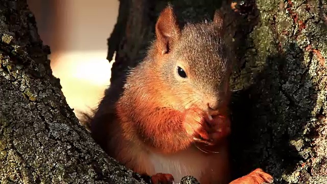 红松鼠吃视频素材