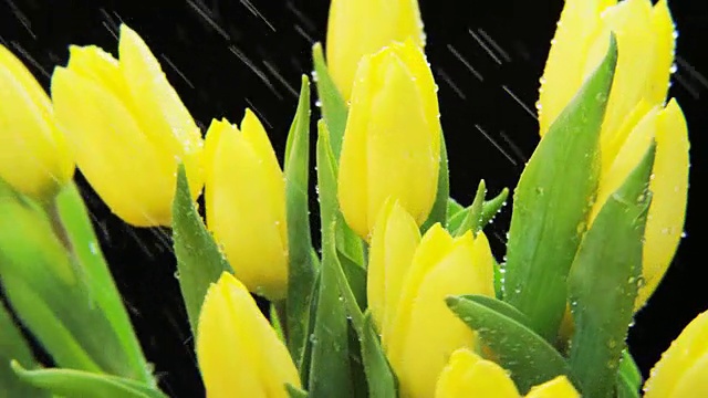 黄色郁金香在大雨中旋转视频素材