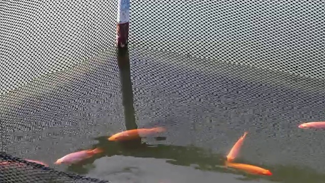 金尼罗罗非鱼养殖场视频素材