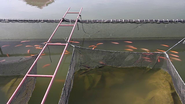 金尼罗罗非鱼养殖场视频下载
