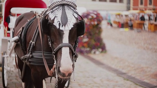 这是一匹马被一辆漂亮的节日马车牵引着，站在鹅卵石广场上的特写视频下载