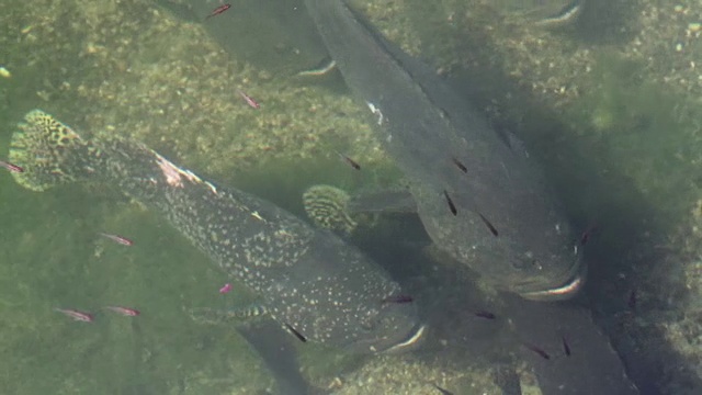 养鱼场的大虎斑石斑鱼视频素材