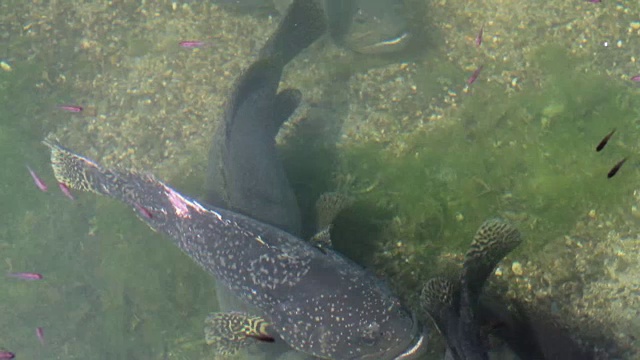 大石斑鱼懒洋洋地在浑浊的水中养鱼场游动。亚洲视频素材