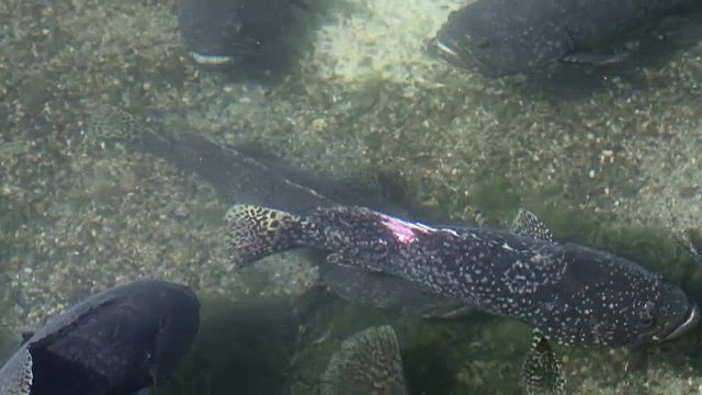 亚洲养鱼场的大石斑鱼懒洋洋地在浑浊的水中游动视频下载