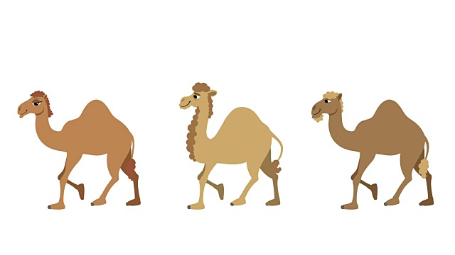 骆驼周期视频下载
