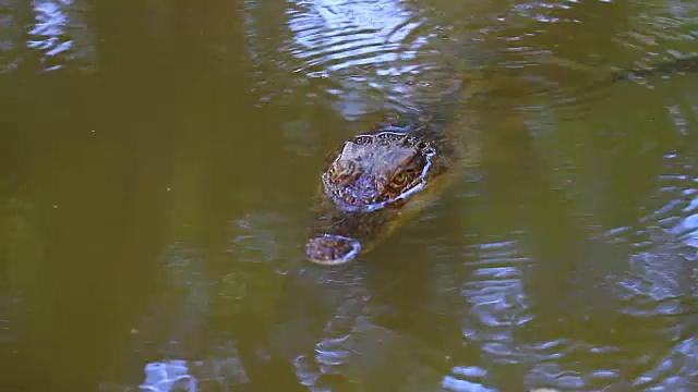 河上的野生鳄鱼视频素材