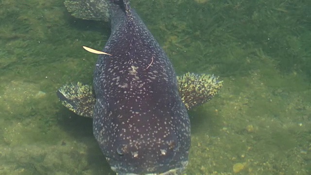 大石斑鱼在水面游动视频素材