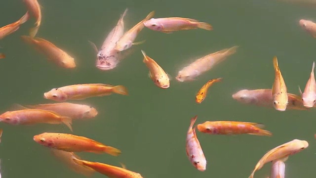 黄金尼罗河罗非鱼漂浮在水面上视频素材
