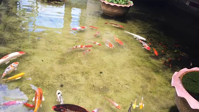 锦鲤在水池塘花园游泳。色彩斑斓的鲤鱼视频下载
