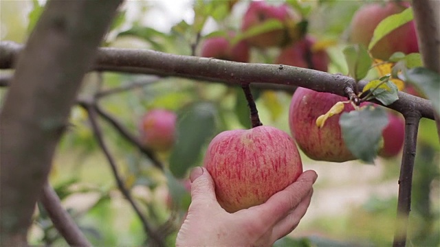 近距离采摘苹果。在苹果园田园里，农民用手拧熟了的红苹果从树枝上滚下来。有机农业、生态食品、自产水果、健康维生素视频下载