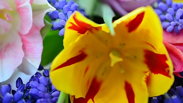 美丽的春天的花朵视频素材