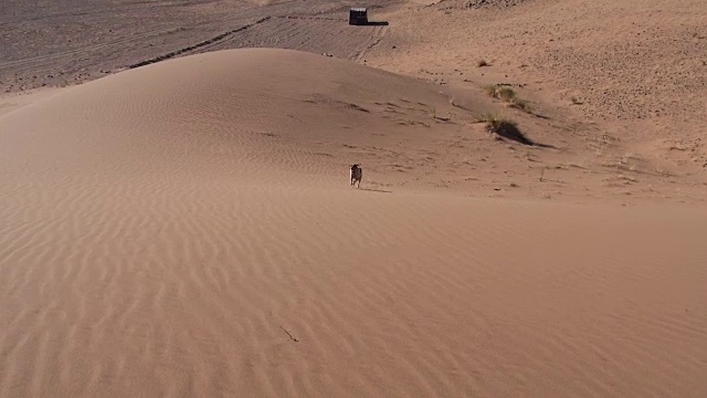 纯种狗在撒哈拉沙漠漫游视频下载