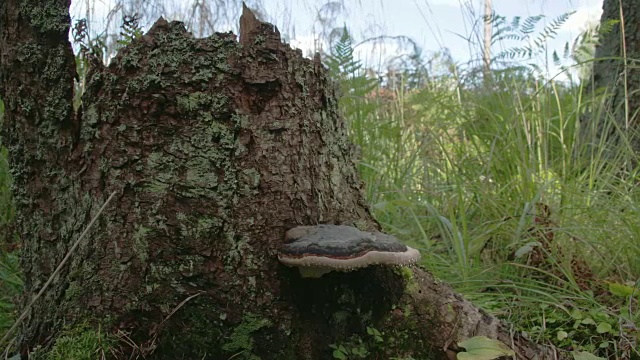 长在树干上的多孔菌视频素材