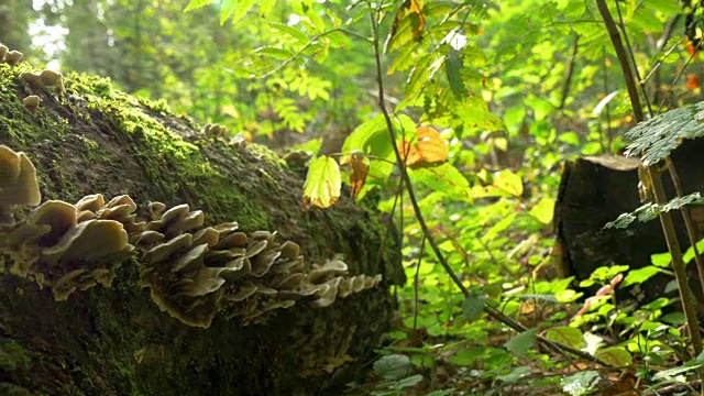 在一棵长满苔藓的树的树干上发现了大量的松斑拟南霉视频素材
