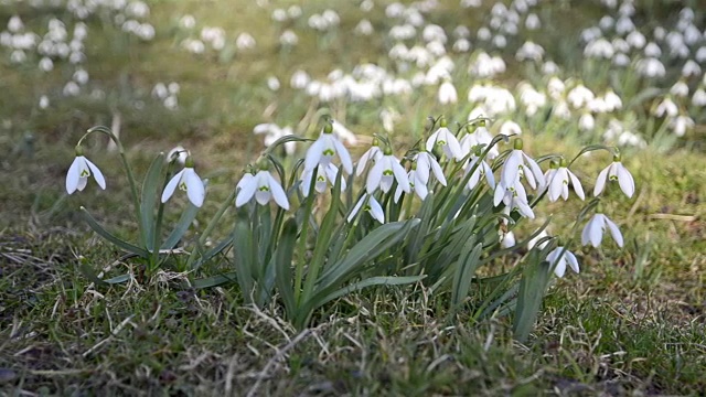 多莉拍摄的野生白色雪花莲在风中移动在绿色的草地上。右转左视频素材