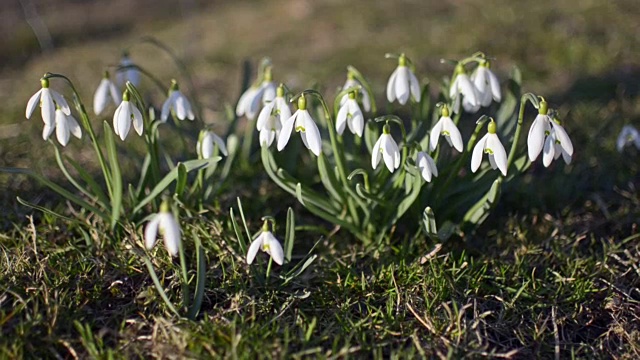 多莉拍摄的野生白色雪花莲在风中移动在绿色的草地上。缩小视频素材
