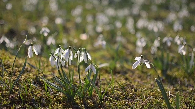 多莉拍摄的野生白色雪花莲在风中移动在绿色的草地上。从左到右视频素材