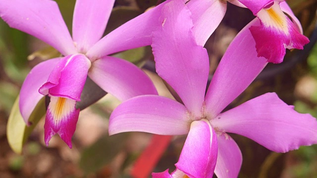 紫色兰花的花视频下载