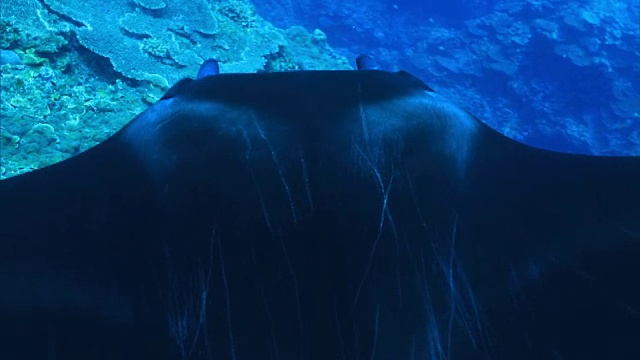 水下拍摄;蝠鲼(Manta alfredi)视频素材