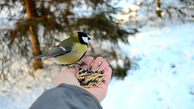 冬天，在公园里用手喂鸟的人视频下载