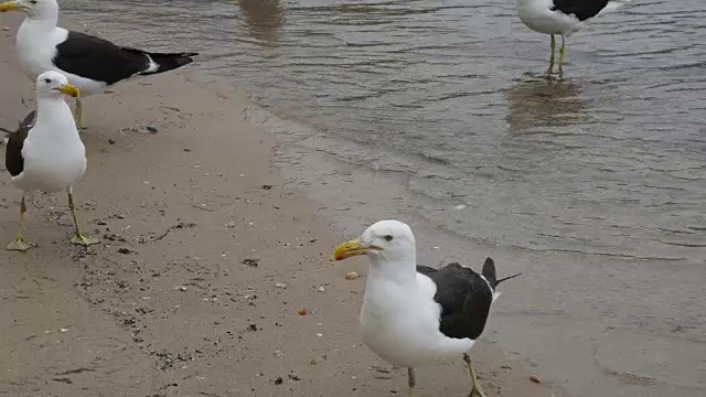海鸥在海滩视频下载