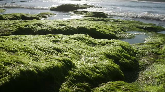 绿色的苔藓视频下载