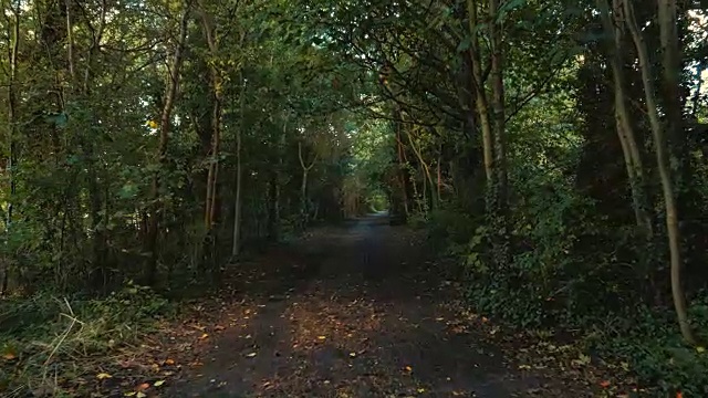 POV走在远离文明的空旷森林里的一条小路上视频素材