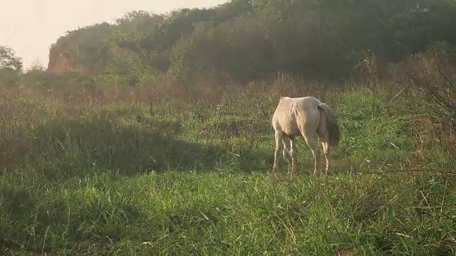马在日落时吃草视频下载