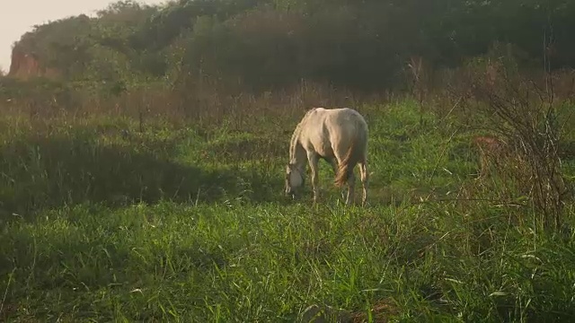 马在日落时吃草视频下载
