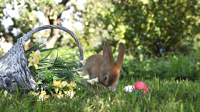 小兔子在花园里视频下载
