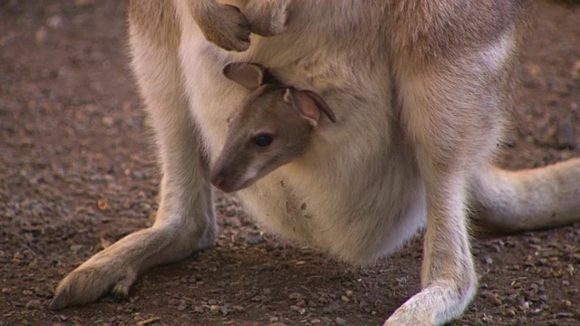 可爱的袋鼠宝宝-澳大利亚视频下载