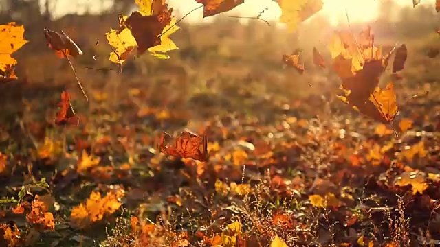 秋叶缓缓飘落，阳光照耀着秋叶。美丽的景观背景。视频素材