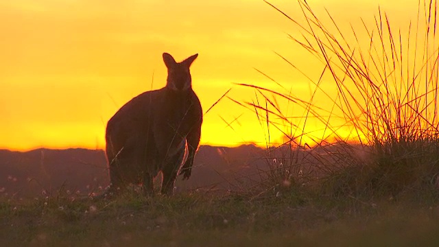 袋鼠:澳大利亚本土的有袋动物视频素材