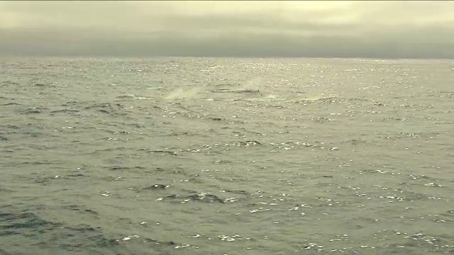 逆戟鲸-游泳的虎鲸视频素材