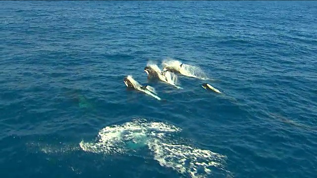逆戟鲸-游泳的虎鲸视频素材