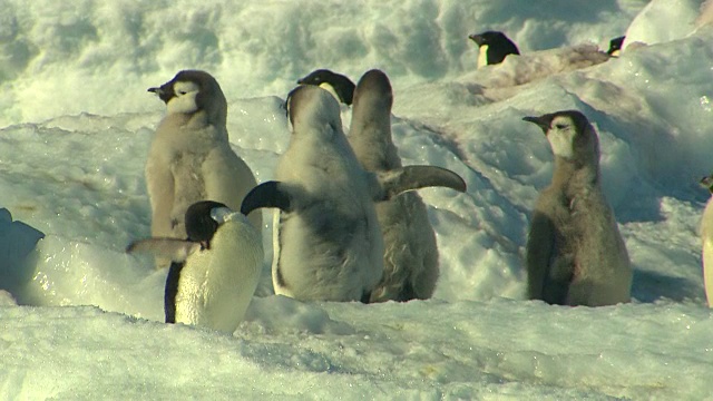 南极洲-帝企鹅视频下载