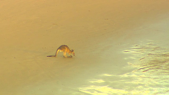 袋鼠:澳大利亚本土的有袋动物视频素材