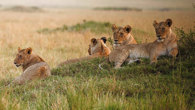 狮群，马赛马拉国家公园，肯尼亚视频下载