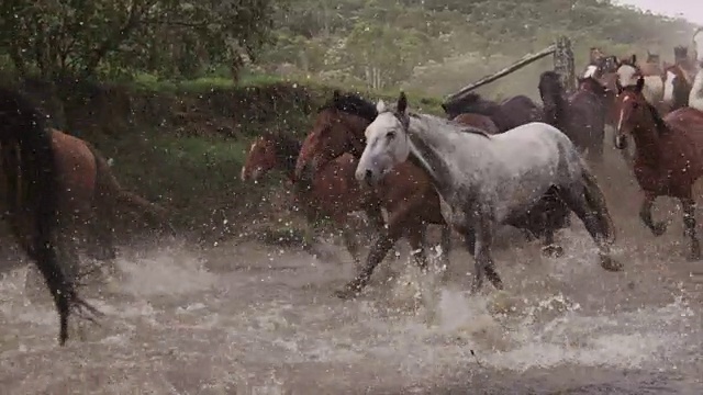 马奔跑踩踏事件视频素材