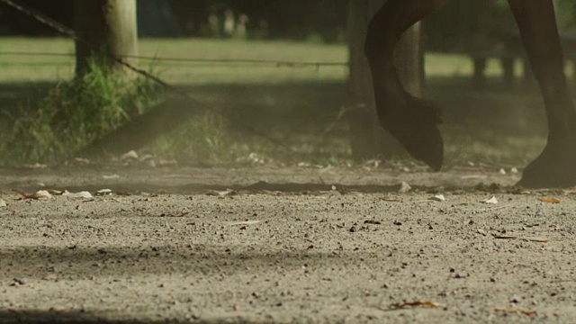 马奔跑踩踏事件视频素材