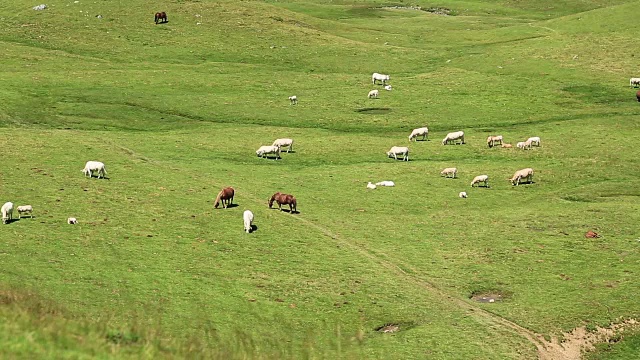 马和牛在牧场散步视频下载