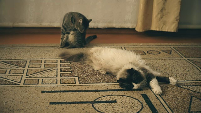 两只猫，一白一灰，另一黑一棕视频素材