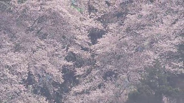 高空，上野公园的春天，东京，日本视频下载